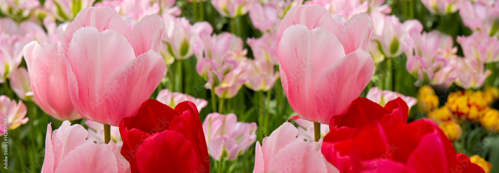 Pink tulips background. Pink tulips background.