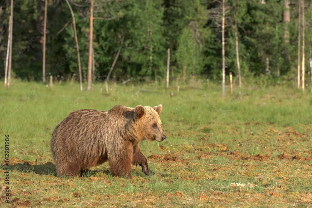 Brown bear walking in the bog on a summer evening