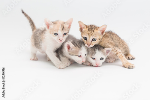 Kitten on a white background.