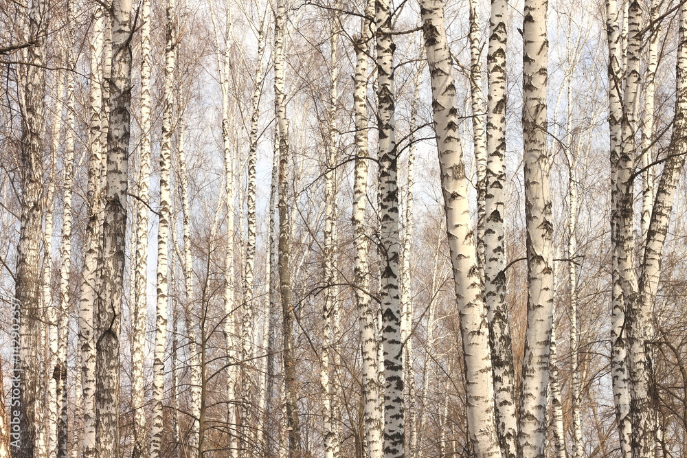 Trunks of birch trees against blue sky, birch forest in sunlight in spring, birch trees in bright sunshine