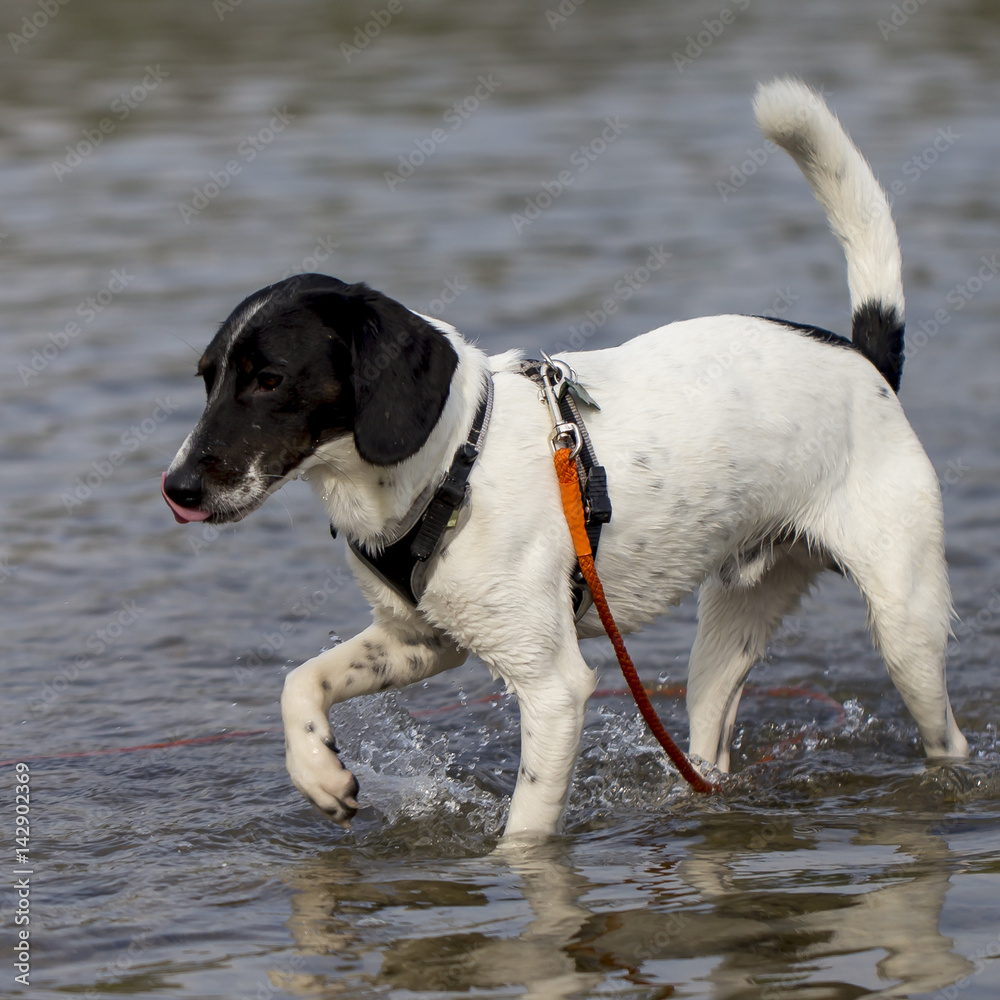 Cane nel fiume