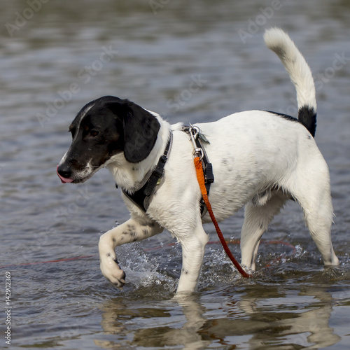 Obraz na płótnie Cane nel fiume w salonie