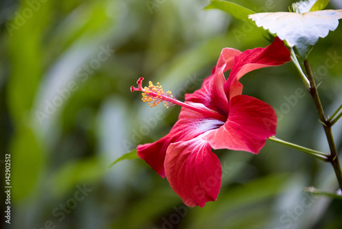 Close up of red hibiscus or mar pacifico flower- Cuba