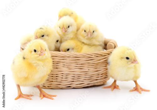 Chickens in basket.