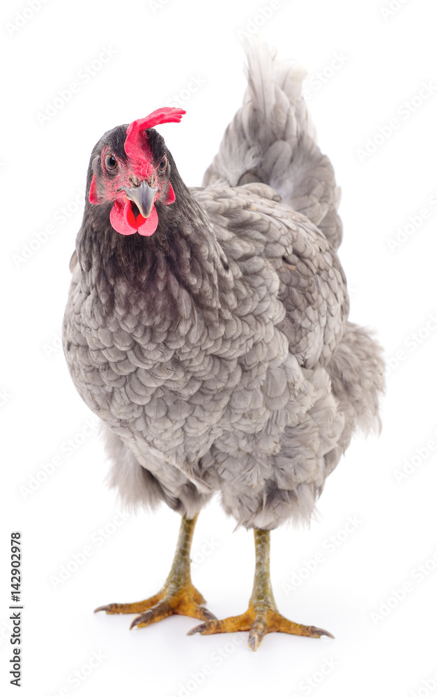 Fototapeta premium Grey hen isolated.