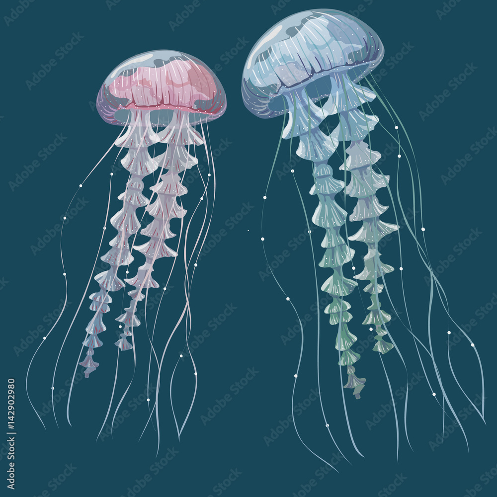 Fototapeta premium Detailed transparent jellyfish. Pink and blue sea jelly on blue background. Vector illustration