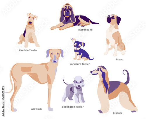 Vector illustration of dogs breed Airedale Terrier, Bloodhound, Boxer, Afganer, Azawakh, Bedlington Terrier, Yorkshire Terrier.
