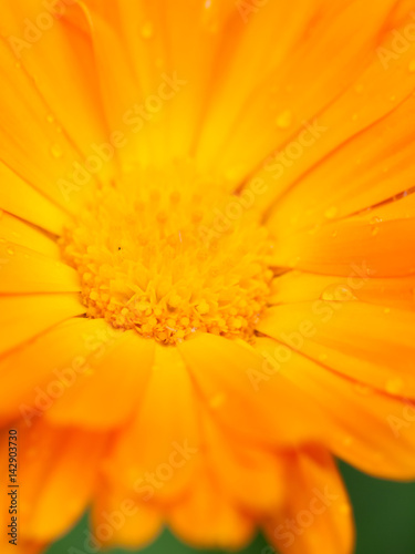 Orange flower of calendula with dew. Background. Macro