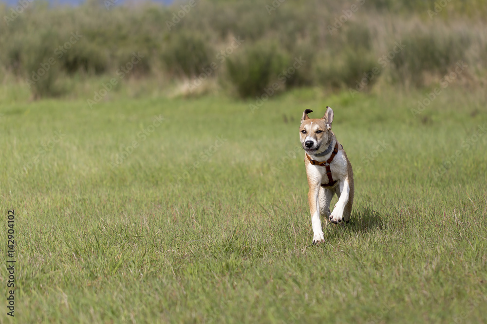 Cane nel prato che corre