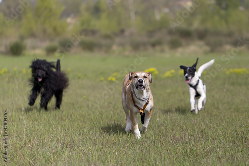 Cane nel prato che corre