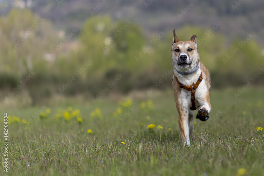 Cane nel prato che corre