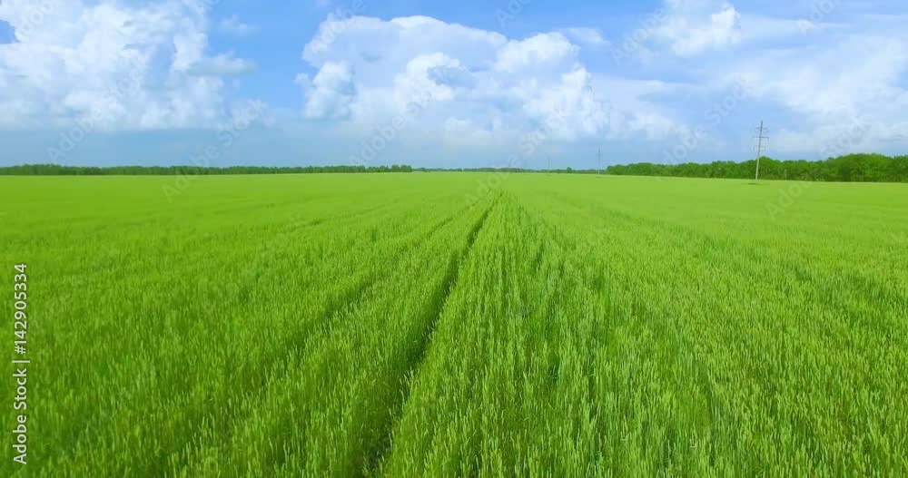UHD 4K aerial view. Low flight over green and yellow wheat rural field at sunny summer day. Green trees and sun rays on horizon. Fast horizontal movement. UHD 4K aerial view. Low flight over green and yellow wheat rural field at sunny summer day. Green trees and sun rays on horizon. Fast horizontal movement.