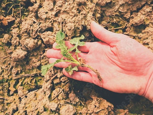 Bild auf Leinwand Pink skin hand yanks a small oilseed rape plant from wet humus clay