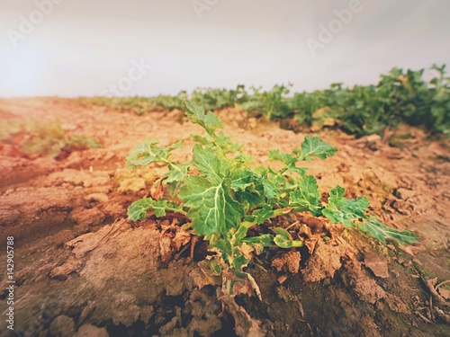 Fotografie Young oilseed rape in field