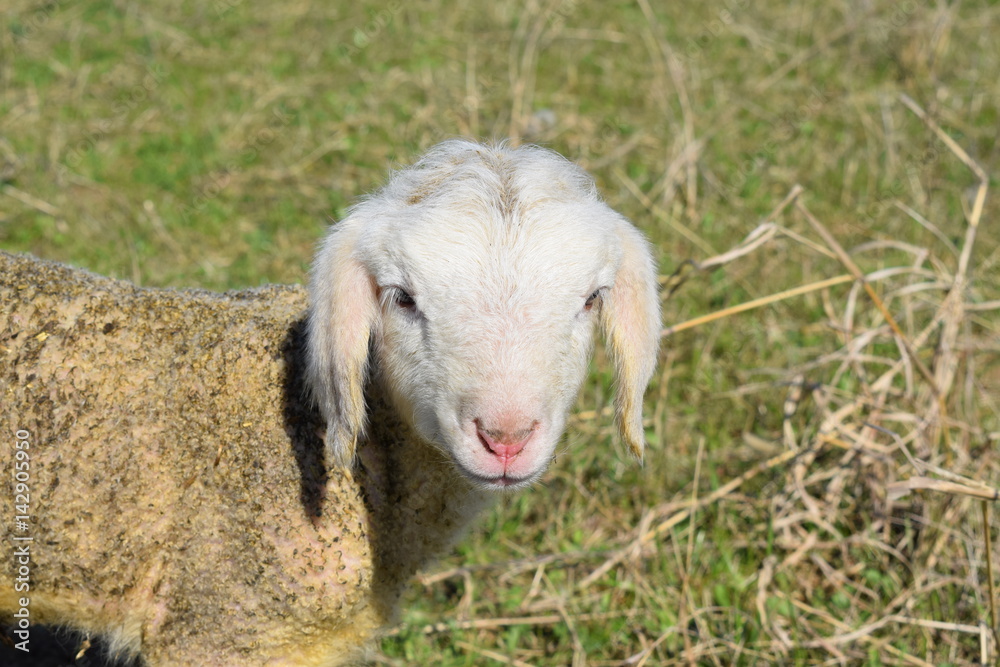 Obraz premium Sheep and lambs on pasture
