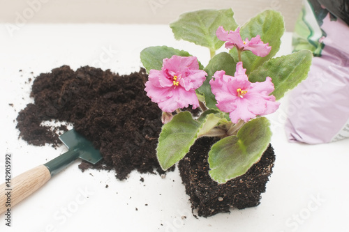 Saintpaulia African violets. Transplanting plants , watering , white background