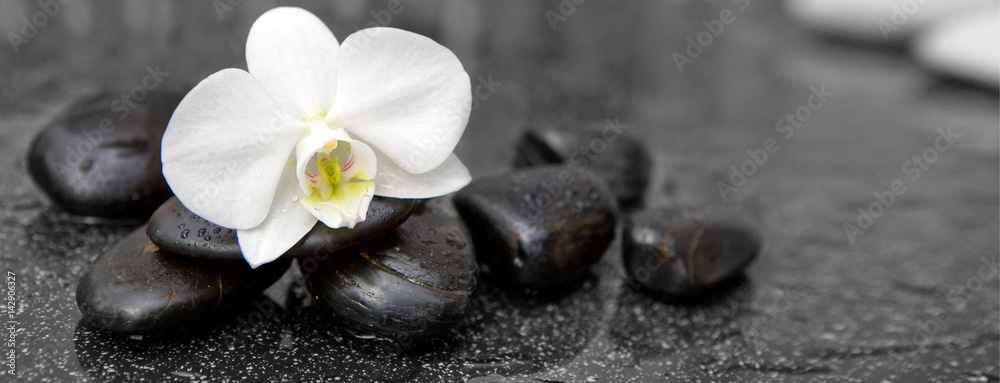 Fototapeta premium Pojedynczy biały storczyk i czarne kamienie z bliska.