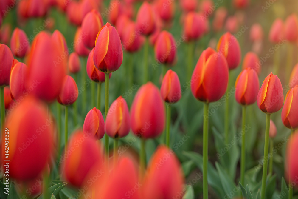 A bright red tulip flower background. Macro bokeh shot.