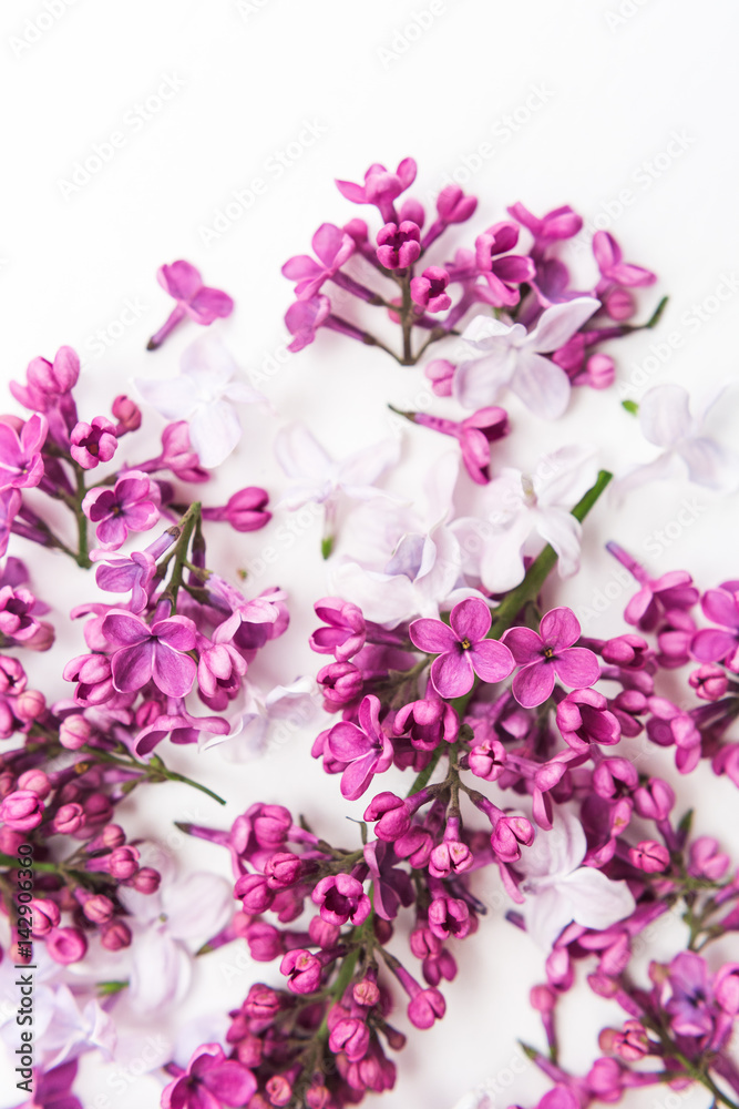 blossoming purple spring lilac flowers on white background. Flat lay. Concept of freshness and beautifulness. DOF on lilac flower. minimalistic hi key picture of blossoming plant. blossoming purple spring lilac flowers on white background. Flat lay. Concept of freshness and beautifulness. DOF on lilac flower. minimalistic hi key picture of blossoming plant.