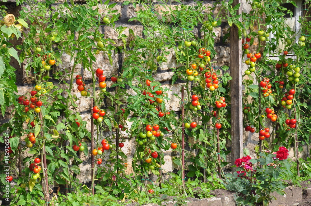 Anbau von Tomaten an Mauer
