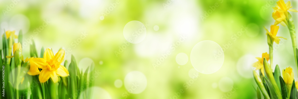 Fototapeta premium Jasny zielony wiosna panorama tło