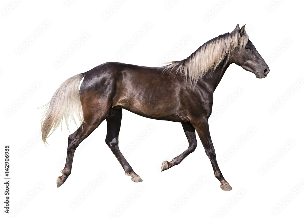 silver black horse breed rocky mountain on white background isolated