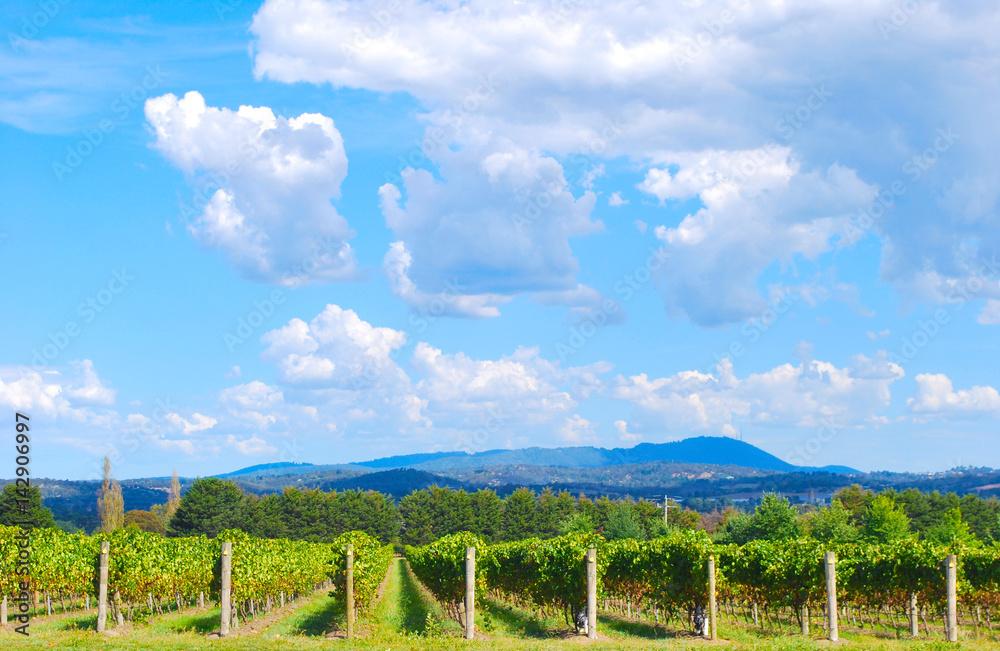 Obraz premium Winery vineyard at Yarra Valley next to Melbourne in Victoria, Australia.