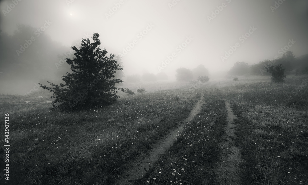 Summer misty morning on a flowering meadow Summer misty morning on a flowering meadow