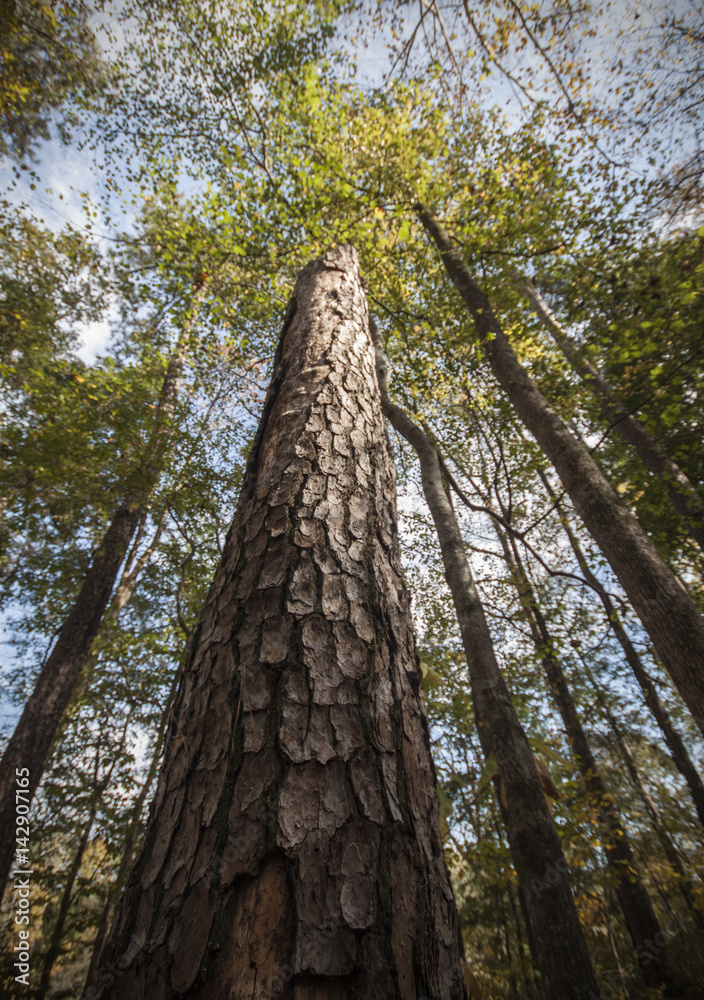 Fototapeta premium forest