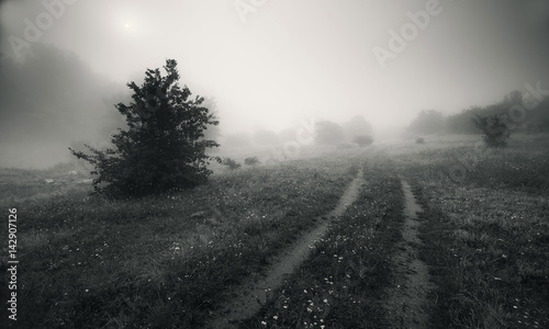 Summer misty morning on a flowering meadow