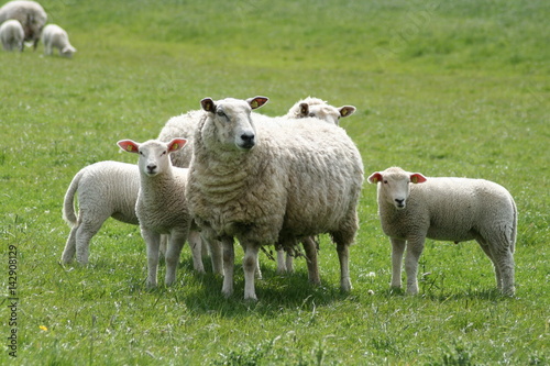 Schafe auf einer Weide © Robert Kraft