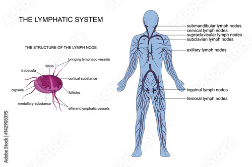 anatomy of the lymphatic system photo