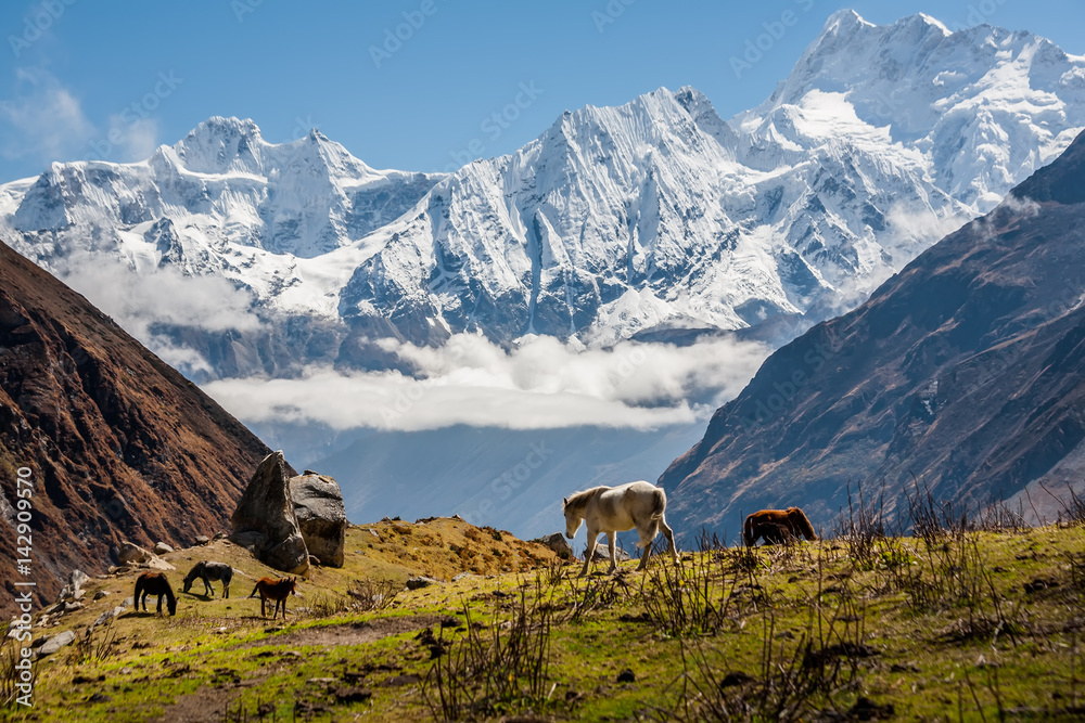 Obraz premium Trekker on Manaslu circuit trek in Nepal