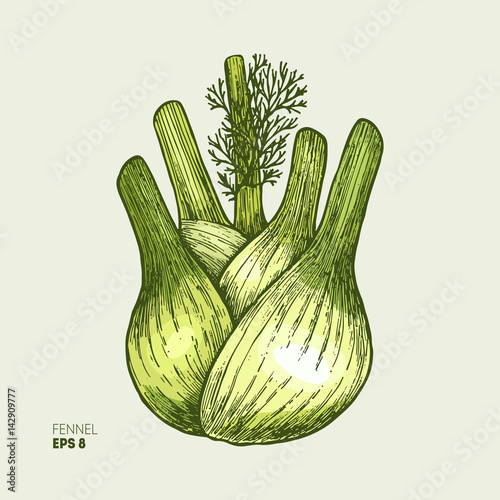 Fennel bulb vintage engraved illustration. Botanical Fennel. 