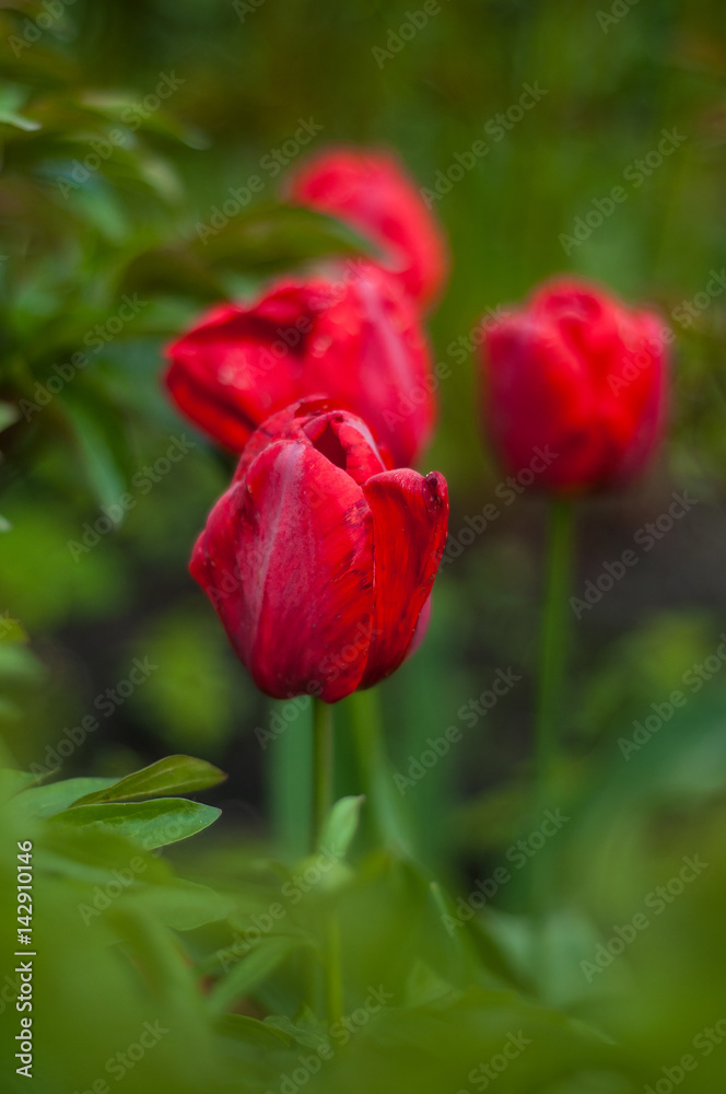 Flower tulips background. Beautiful view of red, orange and yellow tulips in the garden. Flower tulips background. Beautiful view of red, orange and yellow tulips in the garden.