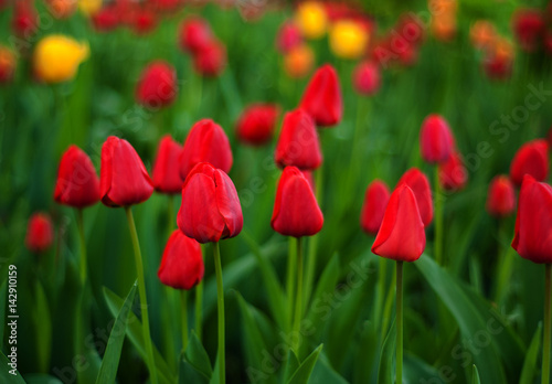 Flower tulips background. Beautiful view of red, orange and yellow tulips in the garden. 