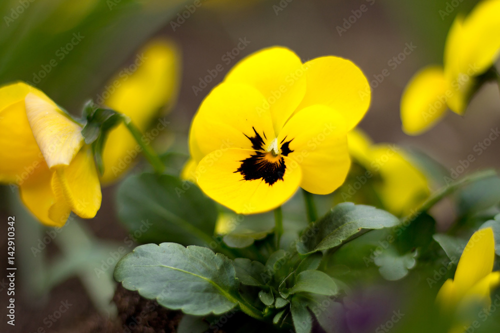 Gelbes Stiefmütterchen im Garten Gelbes Stiefmütterchen im Garten