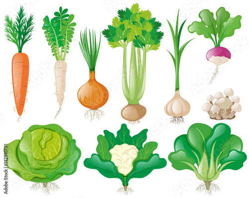 Different types of vegetables