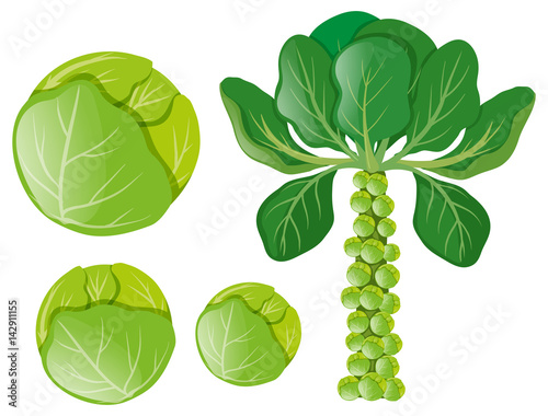 Green cabbages and brussel sprouts