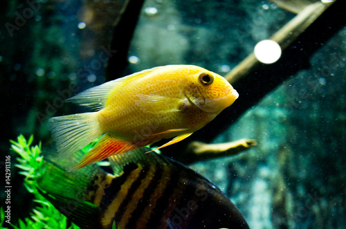 Cichlasoma severum photo