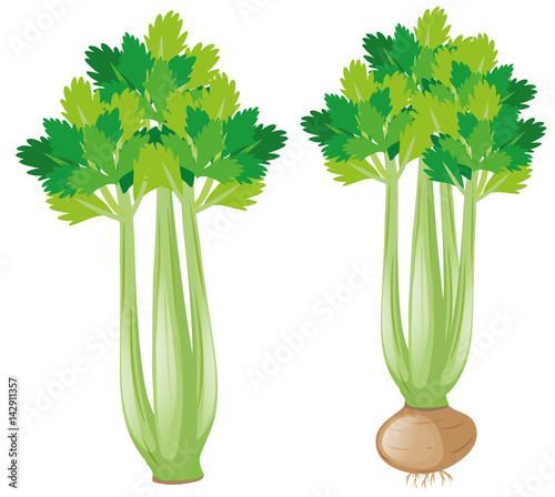 Celery plant on white background