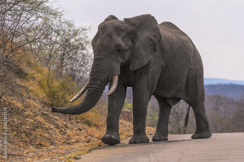 Fototapeta Duży samiec słonia z kłami z kości słoniowej w halsie, Park Narodowy Krugera, Republika Południowej Afryki