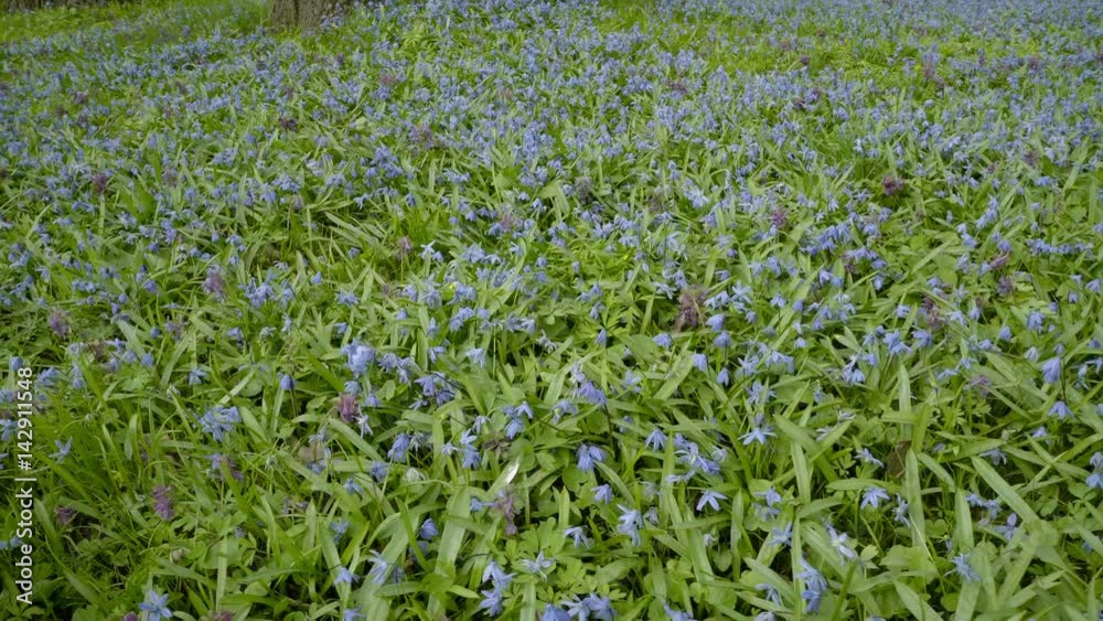 Dolly shot. First spring flowers. Blue Scilla. Spring came Dolly shot. First spring flowers. Blue Scilla. Spring came