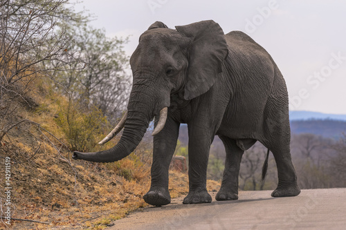 Large male elephant with ivory tusks in tack, Kruger National Park, South Africa