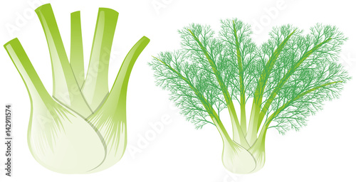 Fennel head and leaves