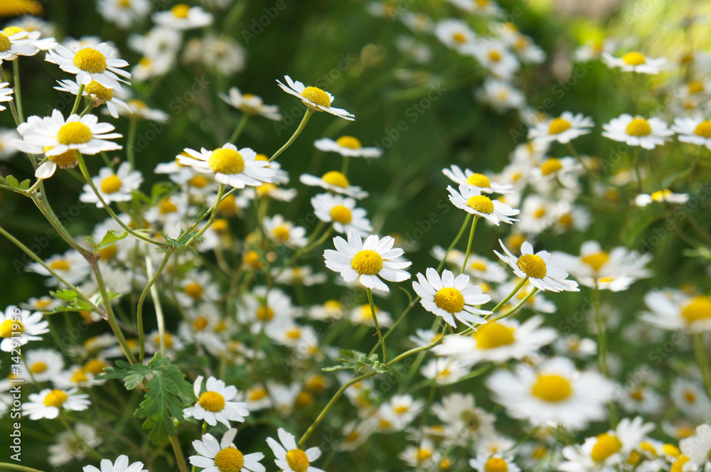 Bunch of camomile or chamomile flowers with green