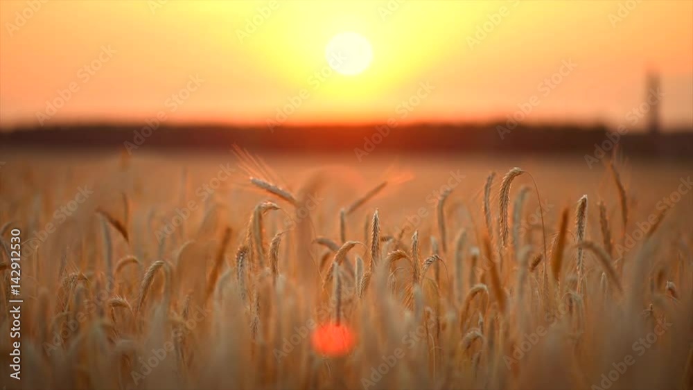 Wheat field. Ears of golden wheat close up. Beautiful nature sunset landscape. 4K UHD video 3840X2160