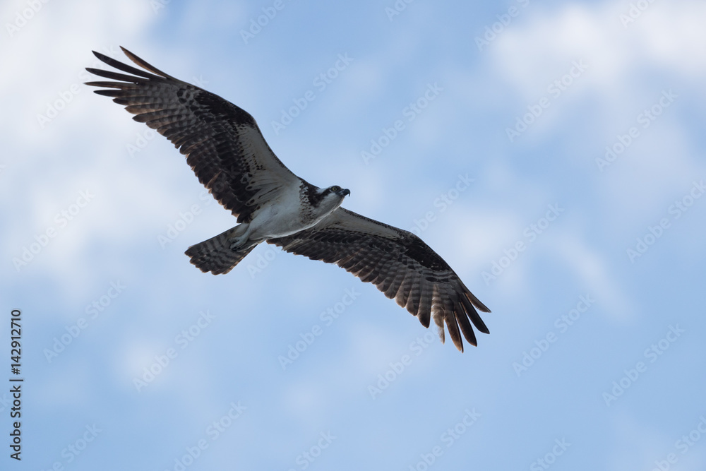 Osprey, —also called Fish eagle, Sea hawk, River hawk, and fish hawk—is a diurnal, fish-eating bird of prey. Osprey, —also called Fish eagle, Sea hawk, River hawk, and fish hawk—is a diurnal, fish-eating bird of prey.