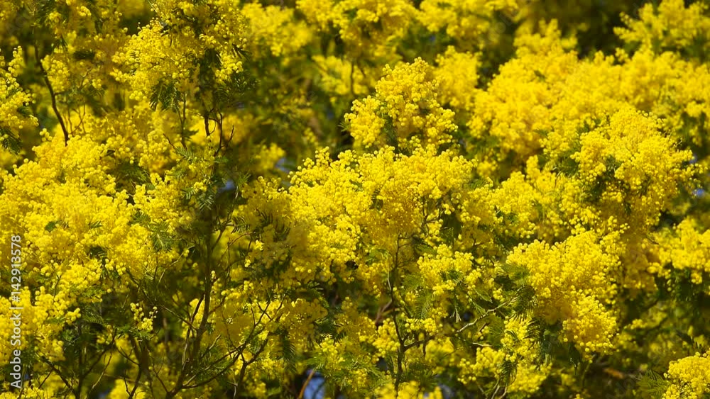 Yellow blooming of mimosa tree in spring