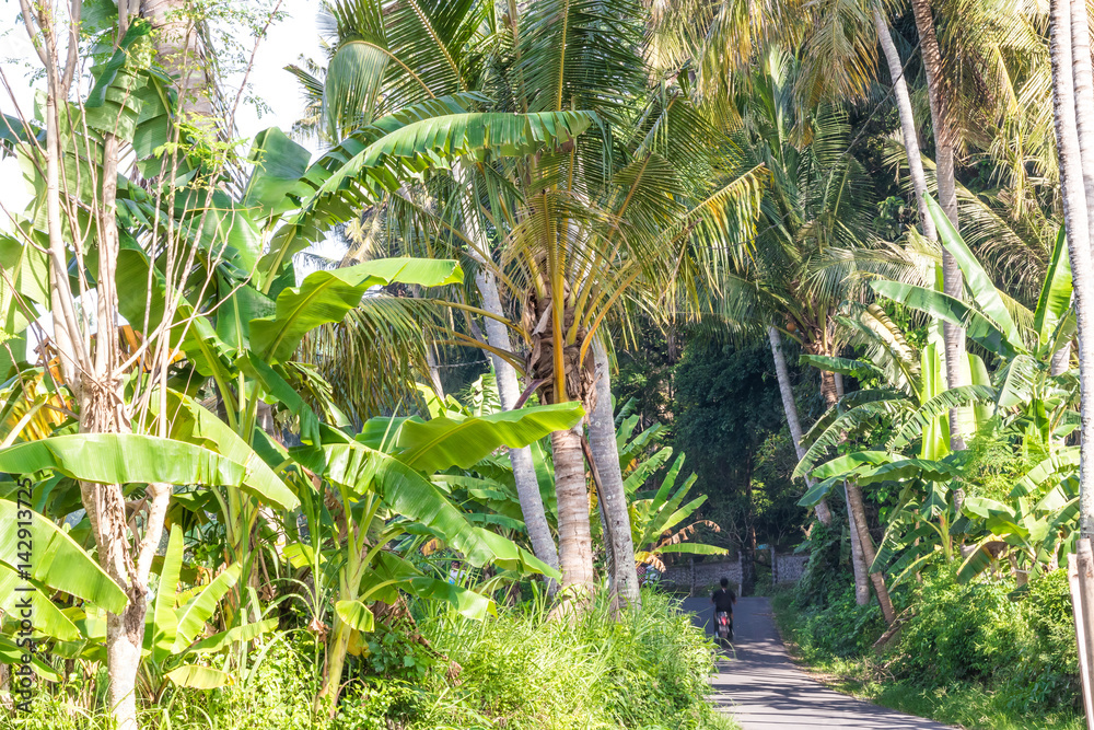 Tropical landscape with palms. Holiday and vacation concept. Tropical Bali island, Indonesia. Tropical landscape with palms. Holiday and vacation concept. Tropical Bali island, Indonesia.